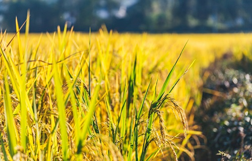 1666159398182085.png image.png