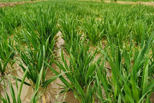 1666752350210771.png image.png