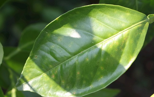 葉面積分析儀有什么作用？葉面積儀更好的分析植物長(zhǎng)勢(shì)