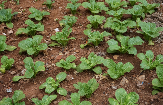 土壤鹽分過高對(duì)植物生長有哪些危害(土壤鹽分速測儀的功能特點(diǎn)）