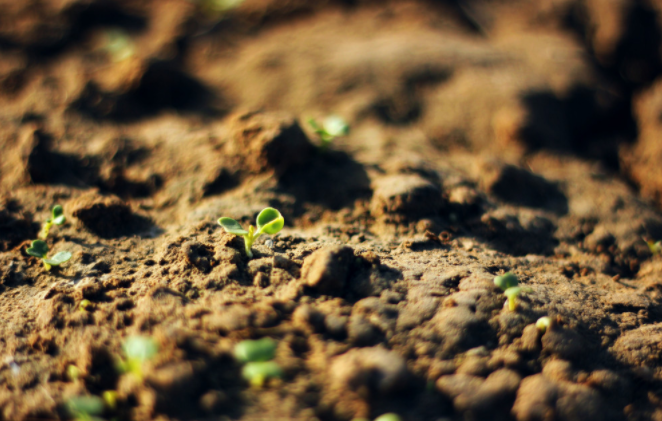 種子發(fā)芽箱溫度怎樣設(shè)定？種子發(fā)芽箱使用說(shuō)明