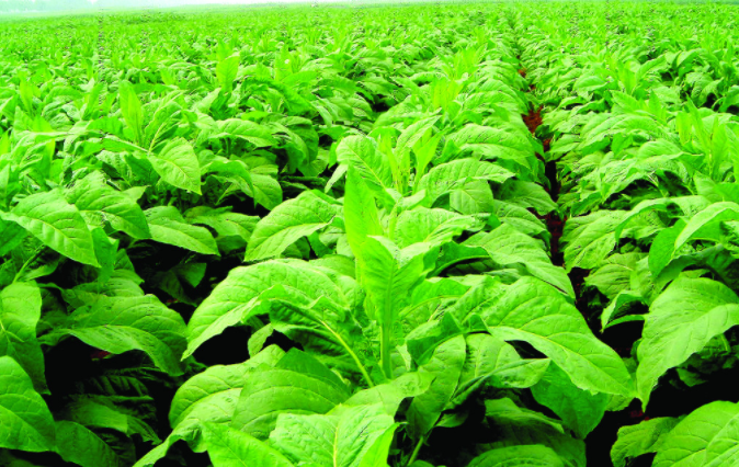 土壤溫度測(cè)定儀多錢(qián)一臺(tái)？土壤溫度測(cè)定儀的型號(hào)規(guī)格